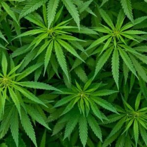 Altitude Organic Medicine Dispensary