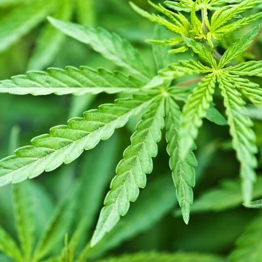 Notorious Marijuana Smuggler Back In Philadelphia