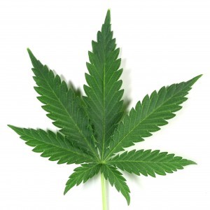 Cannabidiol Industrial Hemp Leaf