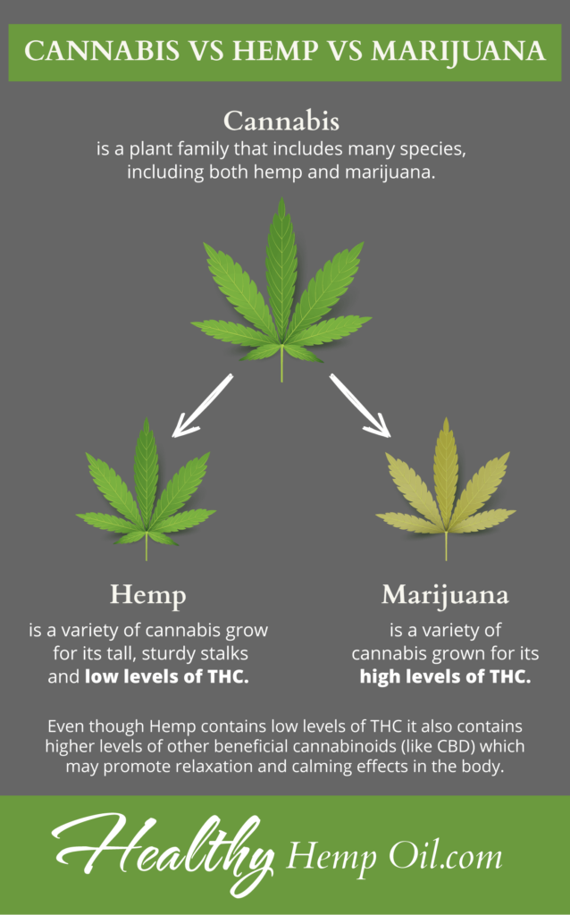 Hemp Vs Cannabis : Why this matters in the beauty world