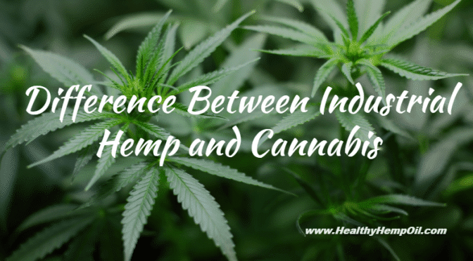 Industrial Hemp And Cannabis | Healthy Hemp Oil.com