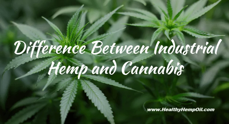Difference Between Industrial Hemp and Cannabis - Featured Image