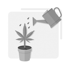 Cannabis Dispensary - 06 - Chapter 6 Black and White