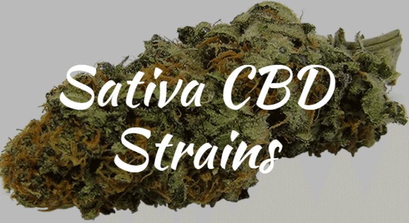 High CBD Strains - Sativa Strains