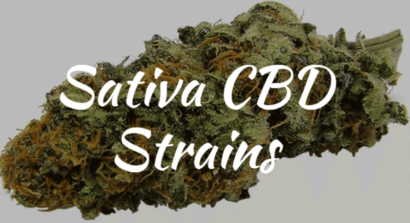 High CBD Strains | Goodbye to Pain (FOREVER) | Best Guide