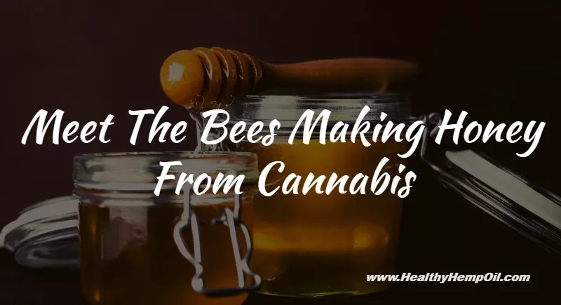 Bees Making Honey From Cannabis