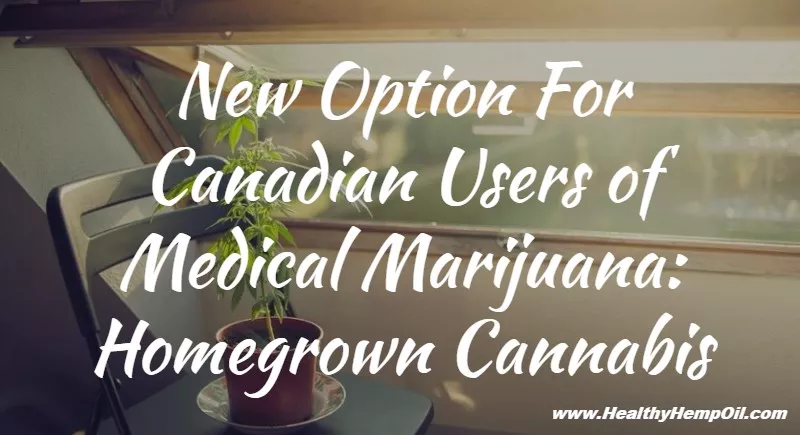 new-option-for-canadian-users-of-medical-marijuana-homegrown-cannabis