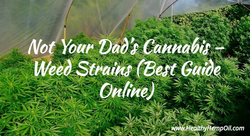 Best Weed Strains