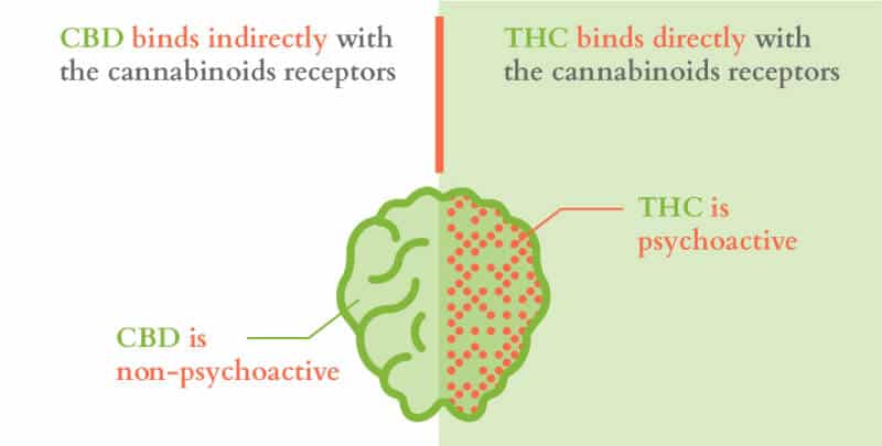 Differences between CBD and THC