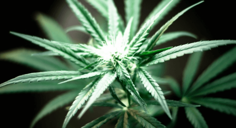 A Brief History on How The Cannabis Stigmas Began