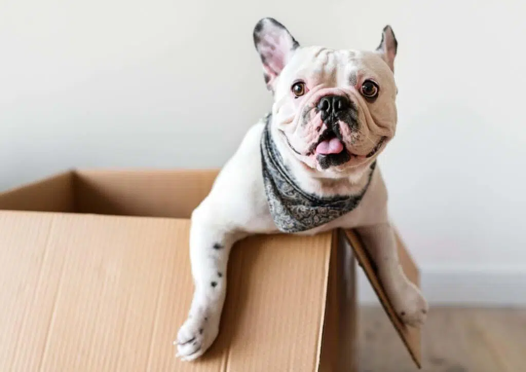 Dog in box keep pets safe during holidays