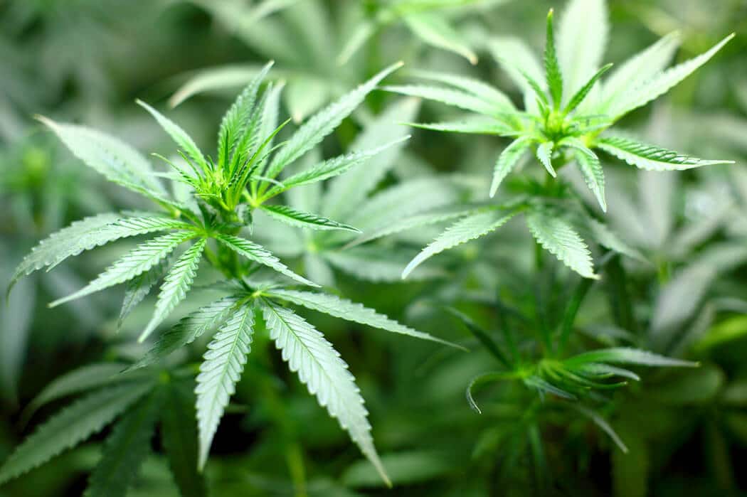 A hemp plant